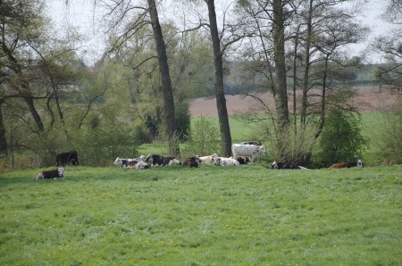 Les vaches