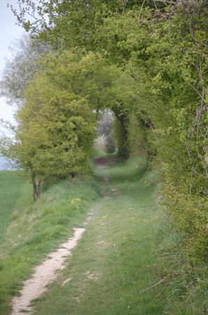 Le chemin botanique de Mesniéres