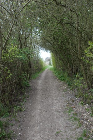 Les sous bois du chemin botanique de Mesnières